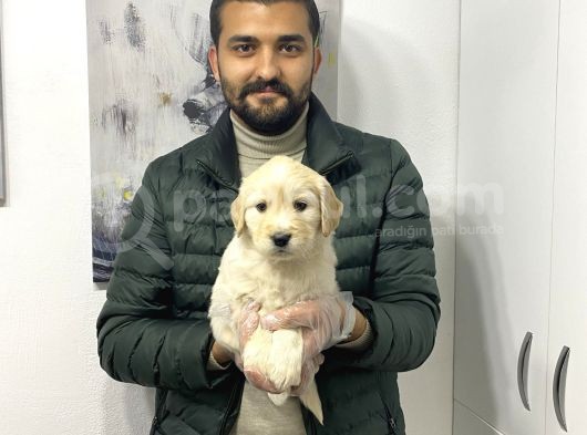 Muhteşem Golden Yavruları görsel