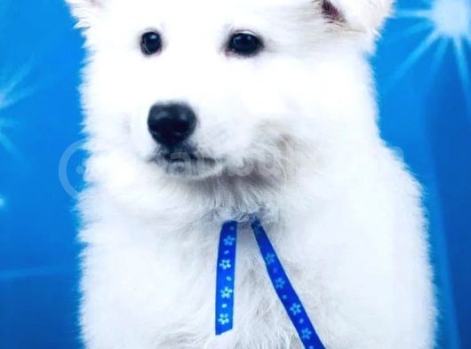 Beyaz İsviçre Çoban Köpeği görsel