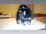 Pomeranian