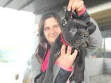 Cane Corso Yavrusu Bursa Köpek Okulu
