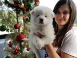 Samoyed Yavru (Bursa Köpek Okulu)