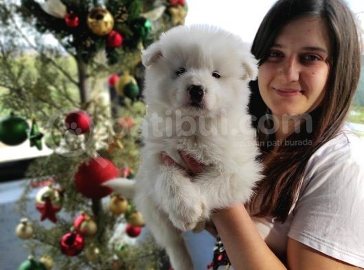 Samoyed Yavru (Bursa Köpek Okulu) görsel