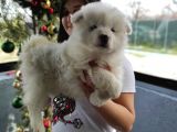 Samoyed Yavru (Bursa Köpek Okulu)
