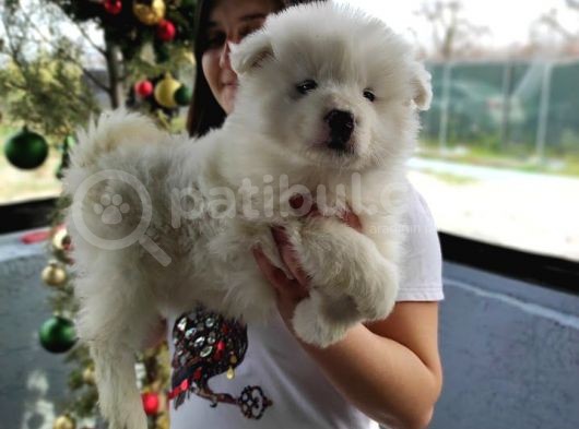 Samoyed Yavru (Bursa Köpek Okulu) görsel