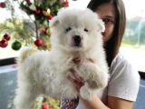 Samoyed Yavru (Bursa Köpek Okulu)