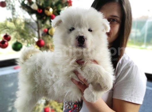 Samoyed Yavru (Bursa Köpek Okulu) görsel