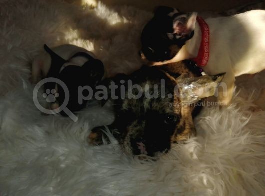 French Bulldog Yavrular görsel