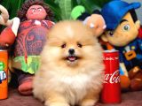 En İyi Kalite T-Cup Pomeranian Yavrularımız