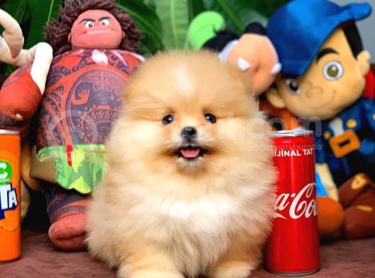 En İyi Kalite T-Cup Pomeranian Yavrularımız görsel