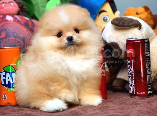 En İyi Kalite T-Cup Pomeranian Yavrularımız görsel