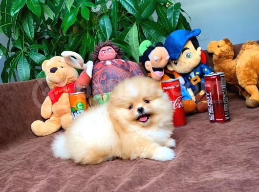 En İyi Kalite T-Cup Pomeranian Yavrularımız görsel