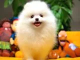 Show Kalite Pomeranian Yavrularımız