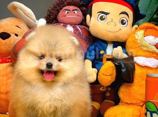 Çocuklarla Anlaşabilen En İyi Irk Pomeranian Yavrularımız görsel