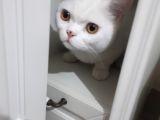 1.5 Yaşında British Shorthair White Safkan Erkek