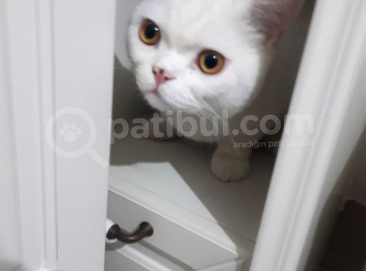 1.5 Yaşında British Shorthair White Safkan Erkek görsel