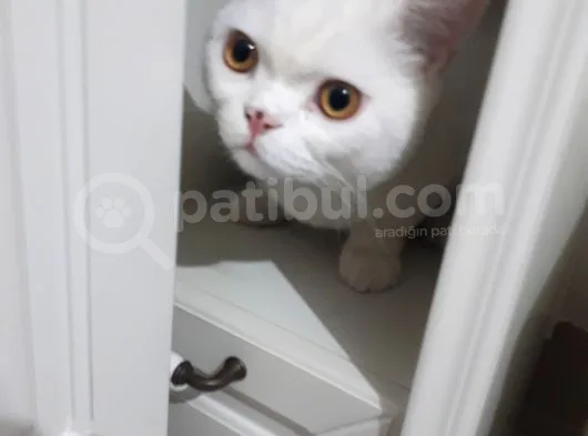 1.5 Yaşında British Shorthair White Safkan Erkek