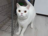 1.5 Yaşında British Shorthair White Safkan Erkek