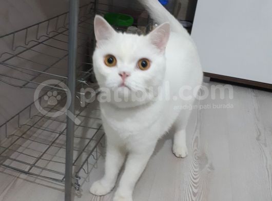 1.5 Yaşında British Shorthair White Safkan Erkek görsel