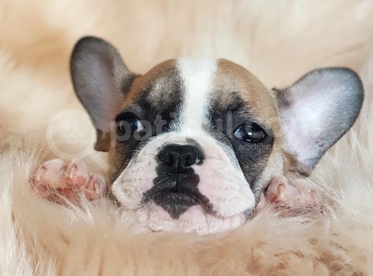 Orijinal French Bulldog Yavrularımız görsel