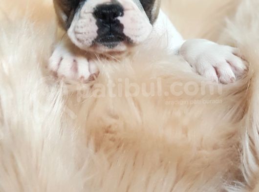 Orijinal French Bulldog Yavrularımız görsel