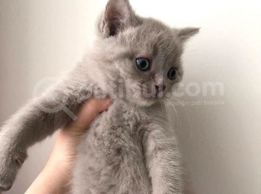 Lilac Erkek Gri Dişi görsel