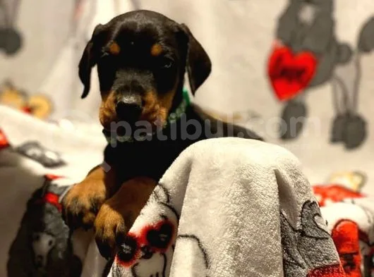 Doberman Yavruları