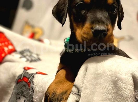Doberman Yavruları görsel