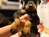 Doberman Yavruları
