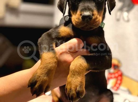 Doberman Yavruları görsel