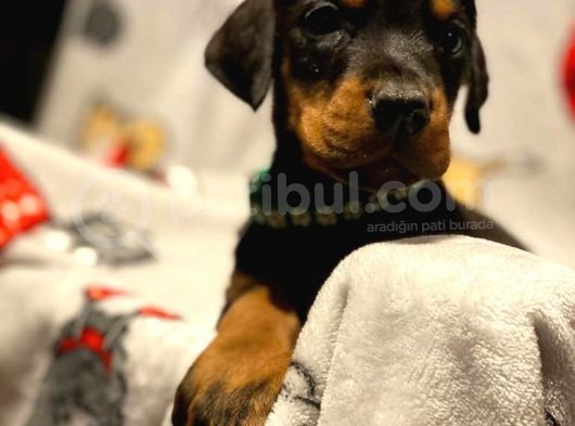 Doberman Yavruları görsel