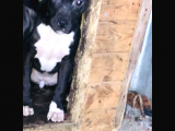 Son 1 Dişi Bully Mix