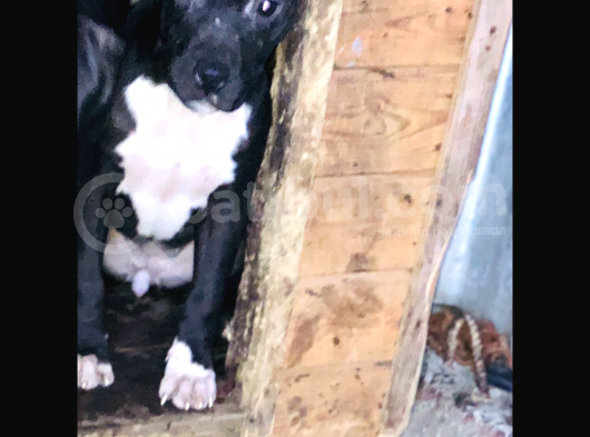 Son 1 Dişi Bully Mix görsel