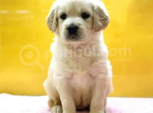 Golden Retriever Yavruları