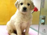 Golden Retriever Yavruları