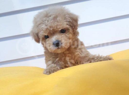 Pomeranian Boo Yavruları görsel