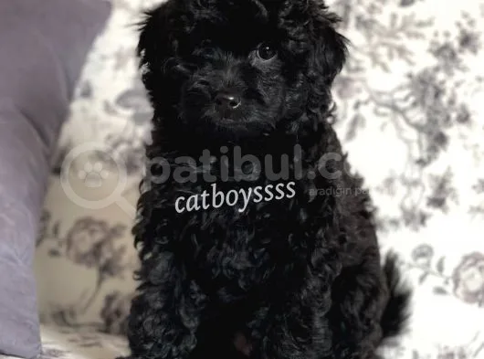 Siyah (Black) Dişi Toy Poodle Yavrumuz