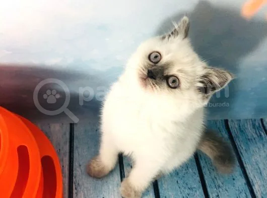 Scotti̇sh Strai̇ght Blue Poi̇nt Di̇şi̇ Yavru