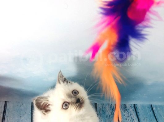 Scotti̇sh Strai̇ght Blue Poi̇nt Di̇şi̇ Yavru görsel