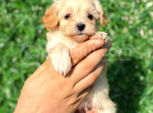 Anne Altından Malti̇poo Bebeklerimiz görsel