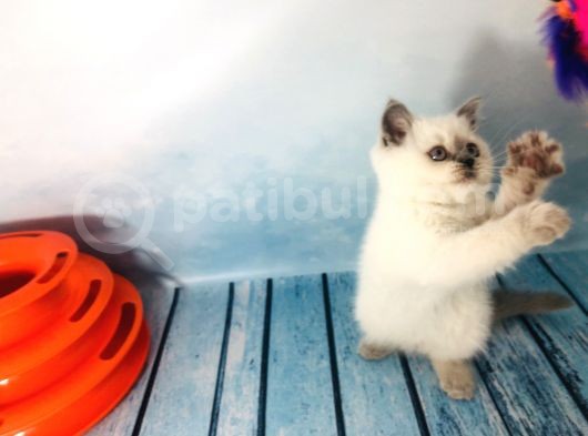 Scotti̇sh Strai̇ght Blue Poi̇nt Di̇şi̇ Yavru görsel