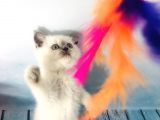 Scotti̇sh Strai̇ght Blue Poi̇nt Di̇şi̇ Yavru