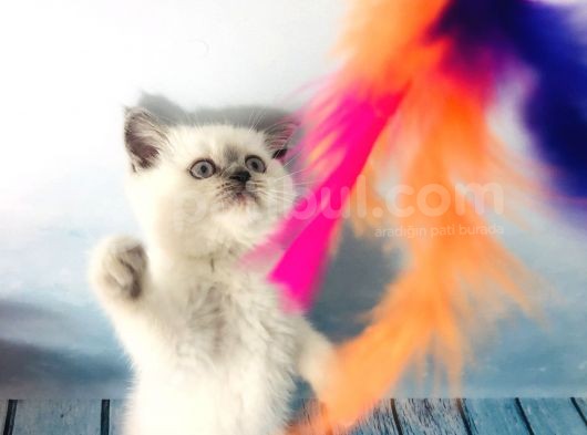 Scotti̇sh Strai̇ght Blue Poi̇nt Di̇şi̇ Yavru görsel