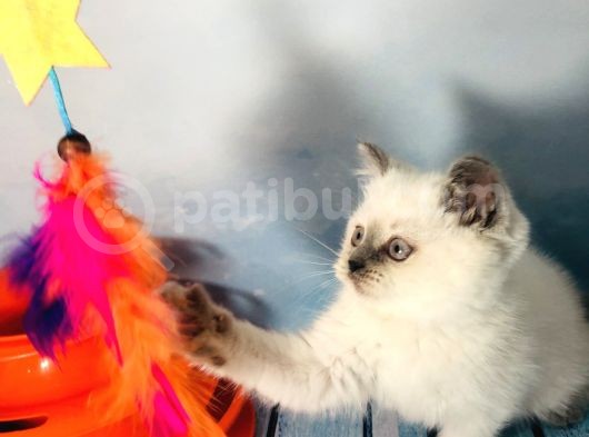Scotti̇sh Strai̇ght Blue Poi̇nt Di̇şi̇ Yavru görsel