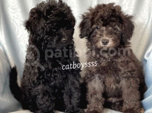 Silver & Black Toy Poodle Yavrularımız görsel