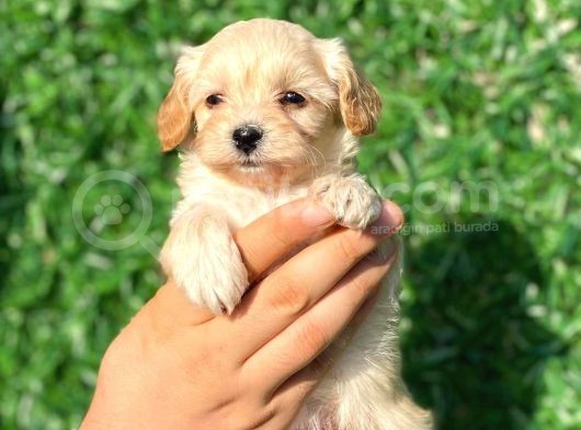 Anne Altından Malti̇poo Bebeklerimiz görsel
