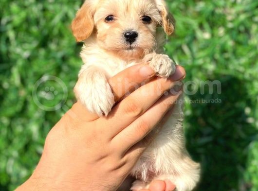 Anne Altından Malti̇poo Bebeklerimiz görsel