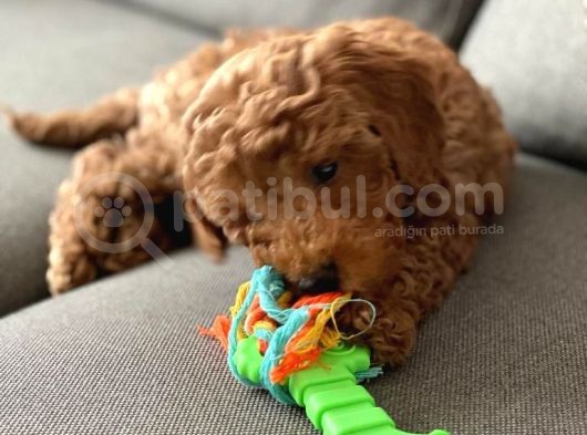Toy Poodle 3 Aylık görsel