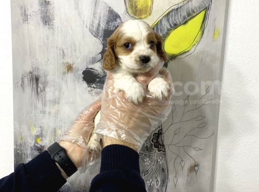 Süper Kalite Cavalier Yavruları görsel