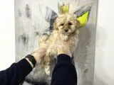 Türünün En İyisi Maltipoo Yavruları