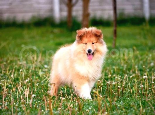 Rough Collie Yavrularımız görsel